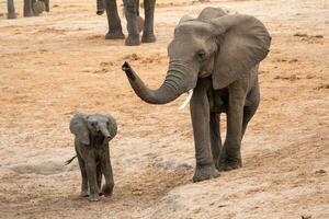 olifanten Bij hwange nationaal park, Zimbabwe foto