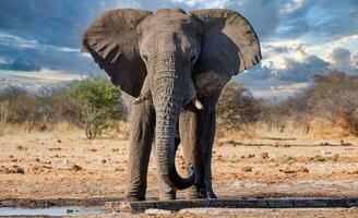 olifant in ethosa nationaal park, Namibië foto