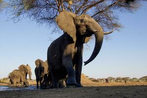 olifant Bij chobe nationaal park, botswana foto
