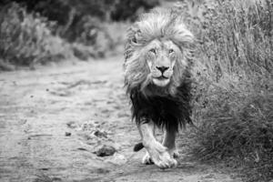 een zwart en wit foto van een leeuw wandelen naar beneden een aarde weg