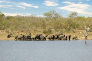 olifanten Bij hwange nationaal park, Zimbabwe foto