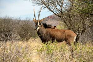 sable antilope Bij Kruger nationaal park foto