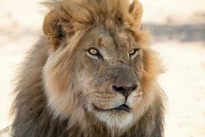 leeuw Bij kgalagadi grensoverschrijdend park, zuiden Afrika foto