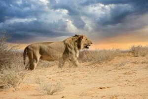 leeuw Bij kgalagadi nationaal park, zuiden afrika.tif foto