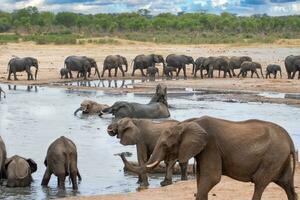 olifanten Bij hwange nationaal park, Zimbabwe foto