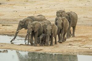 olifanten Bij hwange nationaal park, Zimbabwe foto