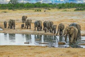 olifanten Bij hwange nationaal park, Zimbabwe foto
