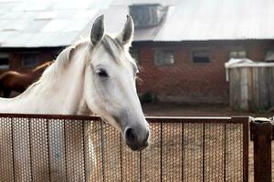 een wit paard staand in de stal foto