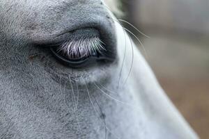 macro schot van een wit paard oog met een vlieg foto