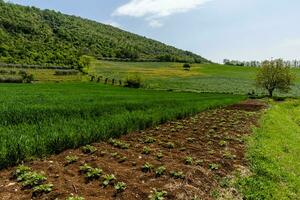 2023 04 23 sossano agrarisch landschap foto