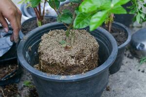 vrouw aanplant planten in zwart plastic potten gebruik de bodem voor aanplant bomen. foto