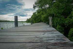 houten brug in mangrove Woud blauw lucht Aan een zonnig dag foto