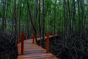 rood houten brug in de mangrove Woud foto