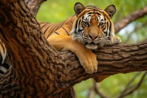 sumatran tijger aan het liegen Aan de boom in de wild natuur. ai generatief foto