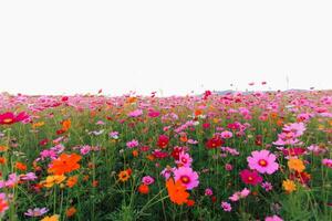 de kosmos bloem achtergrond in de tuin is geplant net zo een sier- fabriek voor die wie Leuk vinden naar nemen afbeeldingen met kosmos bloemen naar nemen een gedenkteken foto in de enorm veld- van kosmos bloemen.