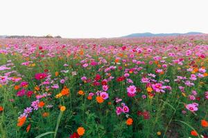 de kosmos bloem achtergrond in de tuin is geplant net zo een sier- fabriek voor die wie Leuk vinden naar nemen afbeeldingen met kosmos bloemen naar nemen een gedenkteken foto in de enorm veld- van kosmos bloemen.