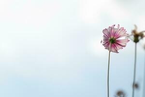 de kosmos bloem achtergrond in de tuin is geplant net zo een sier- fabriek voor die wie Leuk vinden naar nemen afbeeldingen met kosmos bloemen naar nemen een gedenkteken foto in de enorm veld- van kosmos bloemen.