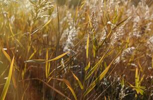 droog stengels van riet Bij de vijver zwaaien in de wind Aan een herfst dag foto
