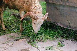 wit geit of schapen voor korban of offer festival moslim evenement in dorp met groen gras foto