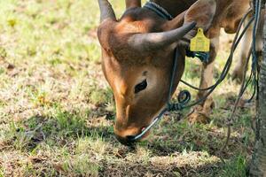 bruin koe voor korban of offer festival moslim evenement in dorp met groen gras foto