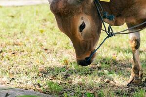 bruin koe voor korban of offer festival moslim evenement in dorp met groen gras foto