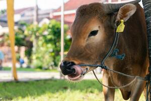 bruin koe voor korban of offer festival moslim evenement in dorp met groen gras foto