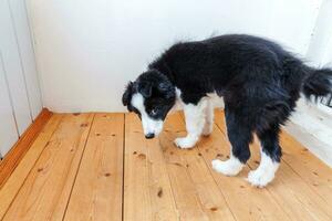 grappig portret van schattige smilling puppy hondje border collie thuis. dierenverzorging en dierenconcept foto