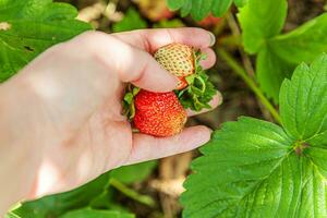 tuinieren en landbouw concept. vrouwelijke landarbeider hand oogst rode verse rijpe biologische aardbeien in de tuin. veganistische vegetarische zelfgekweekte voedselproductie. vrouw aardbeien plukken in veld. foto