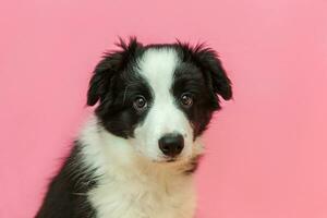 grappig studioportret van schattige smilling puppy hondje border collie op roze pastel achtergrond foto