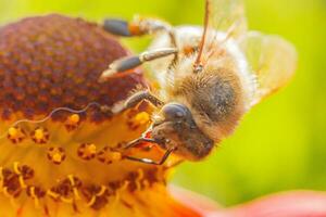 honing bij gedekt met geel stuifmeel drinken nectar, bestuiven oranje bloem. inspirerend natuurlijk bloemen voorjaar of zomer bloeiend tuin achtergrond. leven van insecten. macro dichtbij omhoog selectief focus. foto