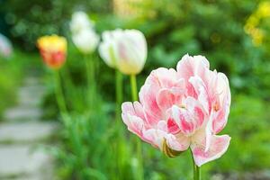 roze tulp bloemen in bloem bed. dichtbij omhoog macro van vers voorjaar bloem in tuin. zacht abstract bloemen poster, selectief focus. inspirerend bloemen behang vakantie kaart foto