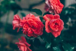 mooie roze roze bloemen in de zomer. natuur achtergrond met bloeiende rode rozen. inspirerende natuurlijke bloemen lente bloeiende tuin of park achtergrond. schoonheid bloem vintage retro kunst design. foto