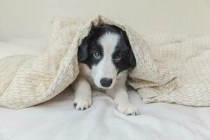 grappig portret van schattige lachende puppy hondje border collie in bed thuis foto