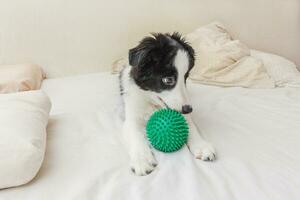 grappig portret van schattige puppyhond border collie lag op kussendeken in bed en speelde met groene speelgoedbal foto