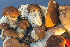 herfst herfst samenstelling. rauwe eetbare paddestoelen penny bun op donkere zwarte stenen leisteen achtergrond. eekhoorntjesbrood over grijze tafel. koken heerlijke biologische paddestoel gastronomische gerechten. platliggend, bovenaanzicht foto