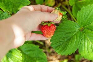 tuinieren en landbouw concept. vrouwelijke landarbeider hand oogst rode verse rijpe biologische aardbeien in de tuin. veganistische vegetarische zelfgekweekte voedselproductie. vrouw aardbeien plukken in veld. foto