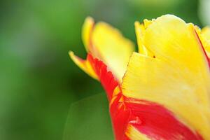 geel rood tulp bloemen in voorjaar tijd. dichtbij omhoog macro van vers voorjaar bloem in tuin. zacht abstract bloemen poster, extreem macro, selectief focus. inspirerend bloemen behang vakantie kaart foto