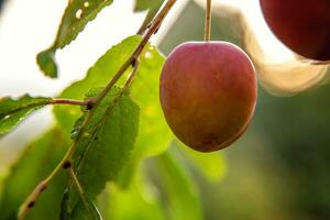 perfect rood Pruim groeit Aan boom in biologisch Pruim boomgaard. herfst vallen visie Aan land stijl tuin. gezond voedsel veganistisch vegetarisch baby dieet concept. lokaal tuin produceren schoon voedsel. foto