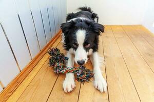 grappig portret van schattige lachende puppy hondje border collie kleurrijke touw speelgoed in de mond te houden. nieuw lief gezinslid hondje thuis spelen met eigenaar. dierenverzorging en dieren concept. foto