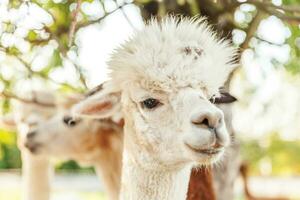 schattige alpaca met grappig gezicht ontspannen op de ranch in de zomerdag. binnenlandse alpaca's grazen op de weide in natuurlijke eco boerderij platteland achtergrond. dierenverzorging en ecologisch landbouwconcept foto