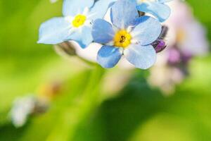 mooi wild vergeet me niet myosotis bloem bloesem bloemen in voorjaar tijd. dichtbij omhoog macro blauw bloemen, selectief focus. inspirerend natuurlijk bloemen bloeiend zomer tuin of park. foto