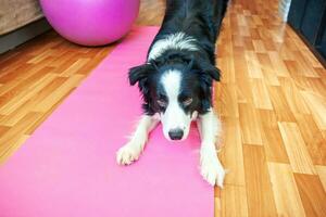 grappige hond border collie die yogales binnen beoefent. puppy doet yoga asana pose op roze yoga mat thuis. rust en ontspanning tijdens quarantaine. thuis sporten in de sportschool. foto