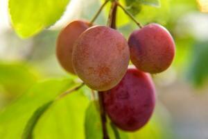 perfect rood Pruim groeit Aan boom in biologisch Pruim boomgaard. herfst vallen visie Aan land stijl tuin. gezond voedsel veganistisch vegetarisch baby dieet concept. lokaal tuin produceren schoon voedsel. foto