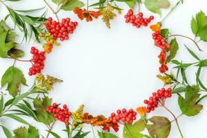 herfst bloemen samenstelling. kader gemaakt van viburnum bessen geïsoleerd Aan wit achtergrond. herfst vallen natuurlijk planten ecologie vers behang concept. vlak leggen top visie, kopiëren ruimte foto