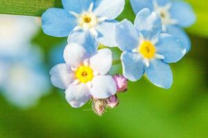 mooi wild vergeet me niet myosotis bloem bloesem bloemen in voorjaar tijd. dichtbij omhoog macro blauw bloemen, selectief focus. inspirerend natuurlijk bloemen bloeiend zomer tuin of park. foto