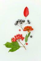 herfst bloemen compositie. planten viburnum rowan bessen dogrose verse bloemen kleurrijke bladeren geïsoleerd op een witte achtergrond. val natuurlijke planten ecologie behang concept plat lag bovenaanzicht kopieerruimte foto