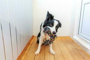 grappig portret van schattige lachende puppy hondje border collie kleurrijke touw speelgoed in de mond te houden. nieuw lief gezinslid hondje thuis spelen met eigenaar. dierenverzorging en dieren concept. foto