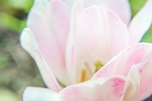 roze tulp bloemen in voorjaar tijd. dichtbij omhoog macro van vers voorjaar bloem in tuin. zacht abstract bloemen poster, extreem macro, selectief focus. inspirerend bloemen behang vakantie kaart foto