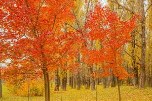 natuurlijk herfst vallen visie van bomen met rood oranje blad in tuin Woud of park. esdoorn- bladeren gedurende herfst seizoen. inspirerend natuur in oktober of september. verandering van seizoenen concept. foto