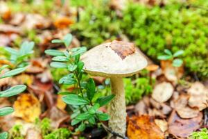 eetbaar klein paddestoel bruin pet cent bun leccinum in mos herfst Woud achtergrond. schimmel in de natuurlijk omgeving. groot paddestoel macro dichtbij omhoog. inspirerend natuurlijk zomer of vallen landschap. foto